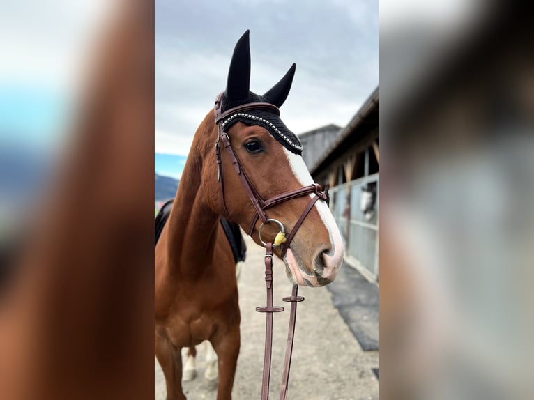 German Sport Horse Mare 3 years 16,1 hh Chestnut-Red in Kitzbühel
