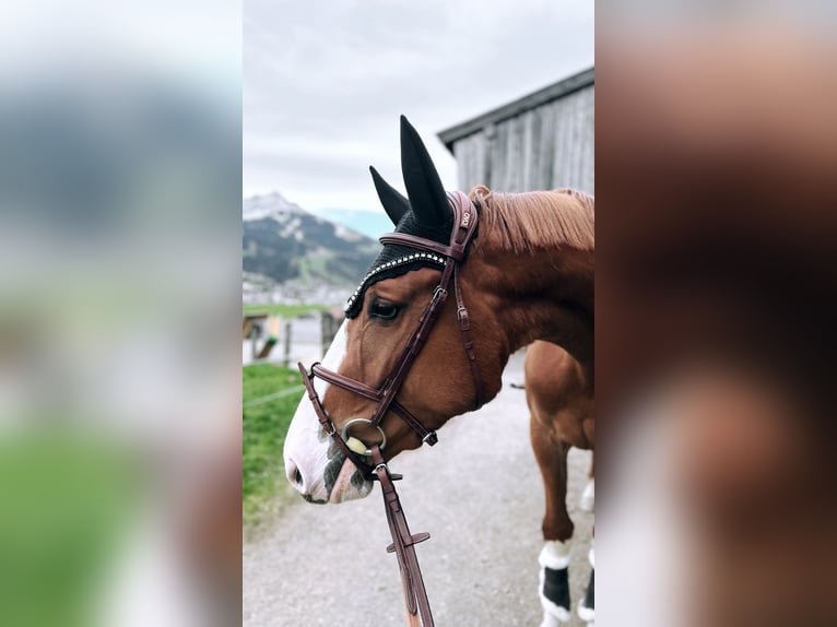 German Sport Horse Mare 3 years 16,1 hh Chestnut-Red in Kitzbühel