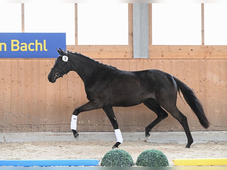 German Sport Horse Mare 3 years 16,1 hh Smoky-Black in Kirchdorf am Inn