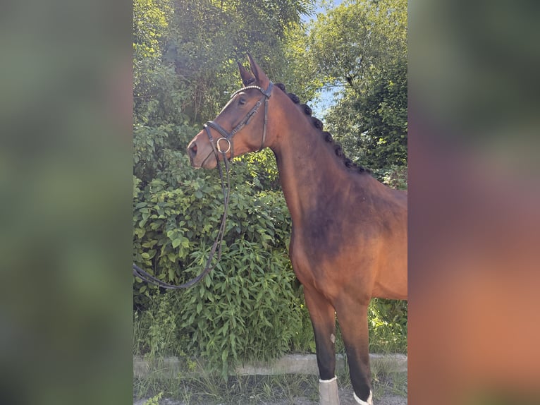 German Sport Horse Mare 3 years 16.1 hh Smoky-Black in Taucha