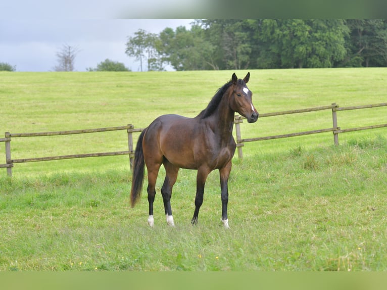 German Sport Horse Mare 3 years 16,2 hh Bay-Dark in Radevormwald