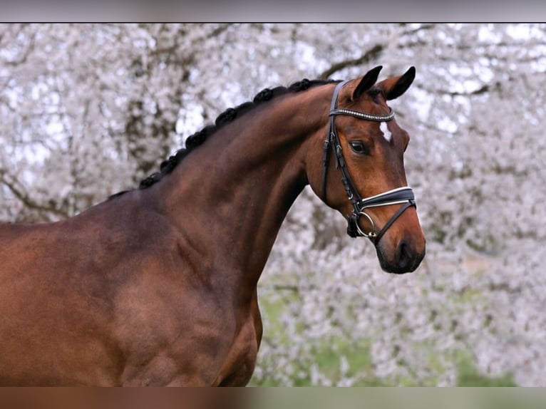German Sport Horse Mare 3 years 16,2 hh Brown in Neustadt Dosse