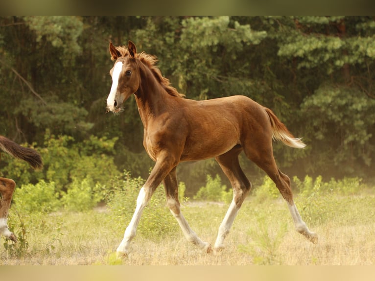 German Sport Horse Mare 3 years 16,2 hh Chestnut in Wandlitz