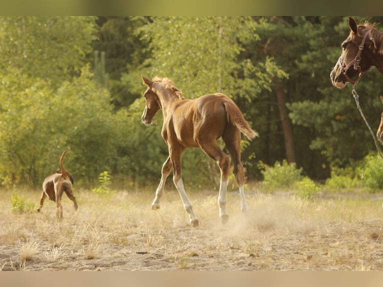 German Sport Horse Mare 3 years 16,2 hh Chestnut in Wandlitz