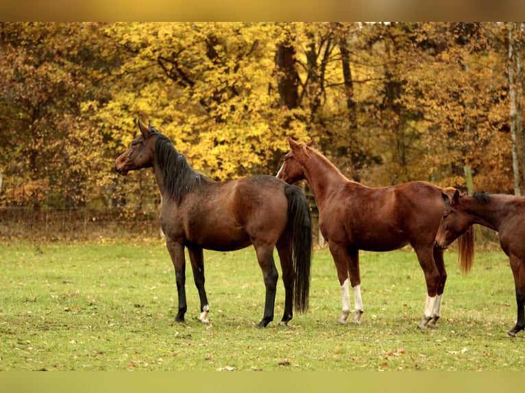 German Sport Horse Mare 3 years 16,2 hh Chestnut in Wandlitz