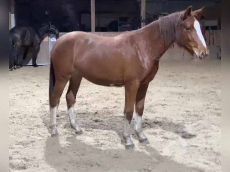 German Sport Horse Mare 3 years 16,2 hh Chestnut-Red in Geesow