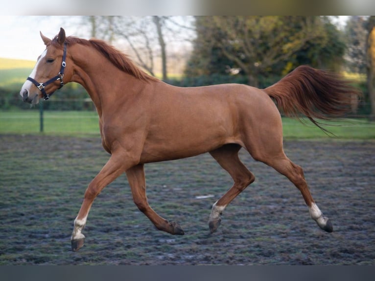 German Sport Horse Mare 3 years 16.2 hh Chestnut-Red in Gyula
