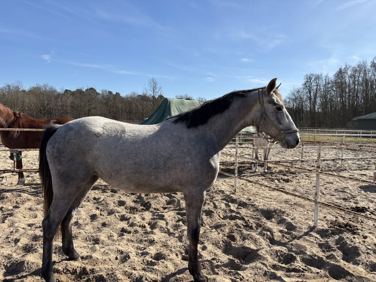 German Sport Horse Mare 3 years 16.2 hh Grey in Rüdersdorf bei BerlinRüdersdorf