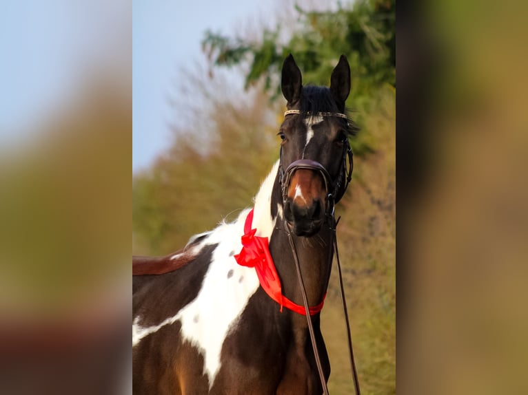 German Sport Horse Mare 3 years 16,2 hh Pinto in Groß Roge