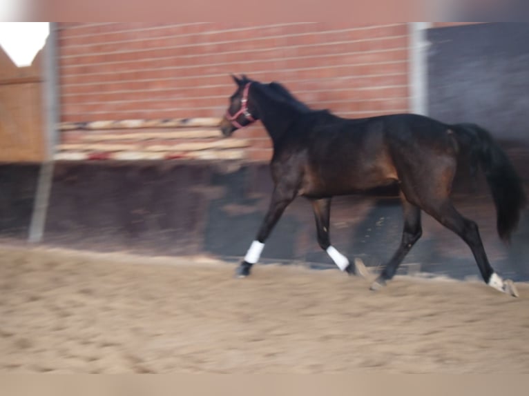 German Sport Horse Mare 3 years 16.2 hh Smoky-Black in Kirchheim
