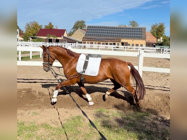 German Sport Horse Mare 3 years 16.3 hh Chestnut-Red in Schönwalde-Glien