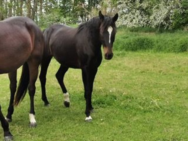 German Sport Horse Mare 3 years 16 hh Bay-Dark in Elxleben