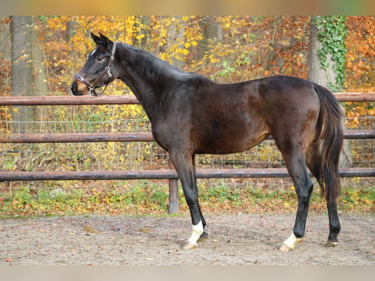 German Sport Horse Mare 3 years 16 hh Bay-Dark in Darmstadt