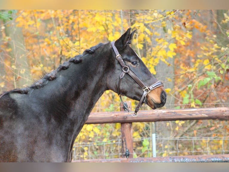 German Sport Horse Mare 3 years 16 hh Bay-Dark in Darmstadt