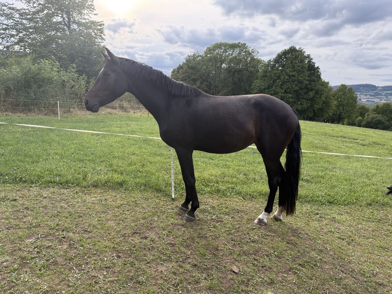 German Sport Horse Mare 3 years 16 hh Bay-Dark in Kaltennordheim