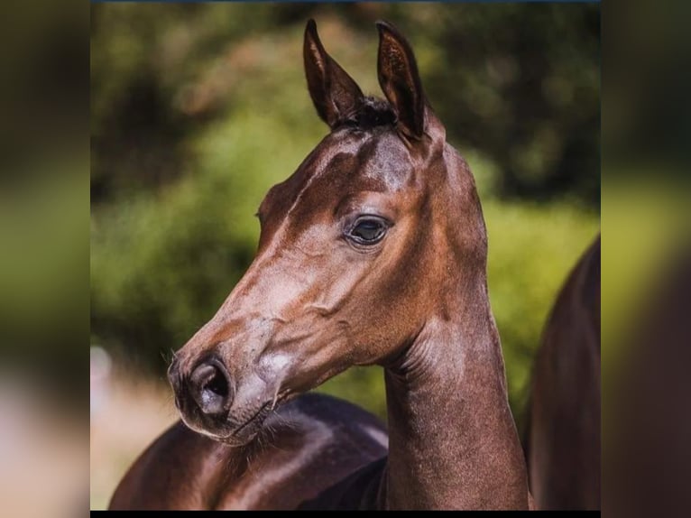 German Sport Horse Mare 3 years 16 hh Bay-Dark in Lichtenvoorde