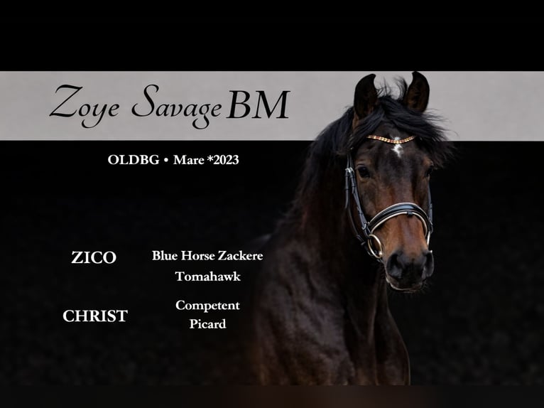 German Sport Horse Mare 3 years 16 hh Bay in Niezabyszewo