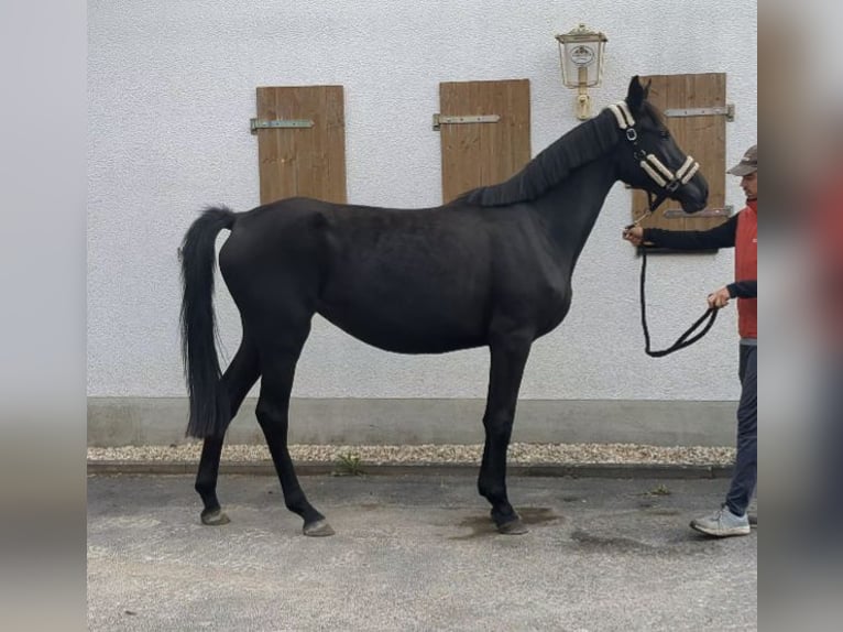 German Sport Horse Mare 3 years 16 hh Black in Bad K&#xF6;nig