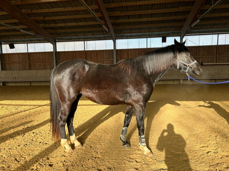 German Sport Horse Mare 3 years 16 hh Black in Nagold