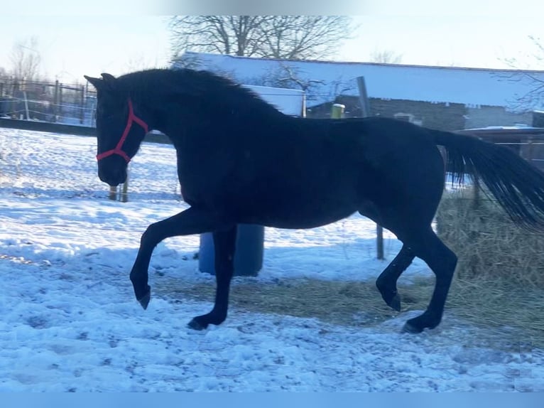 German Sport Horse Mare 3 years 16 hh Black in Dallgow-Döberitz