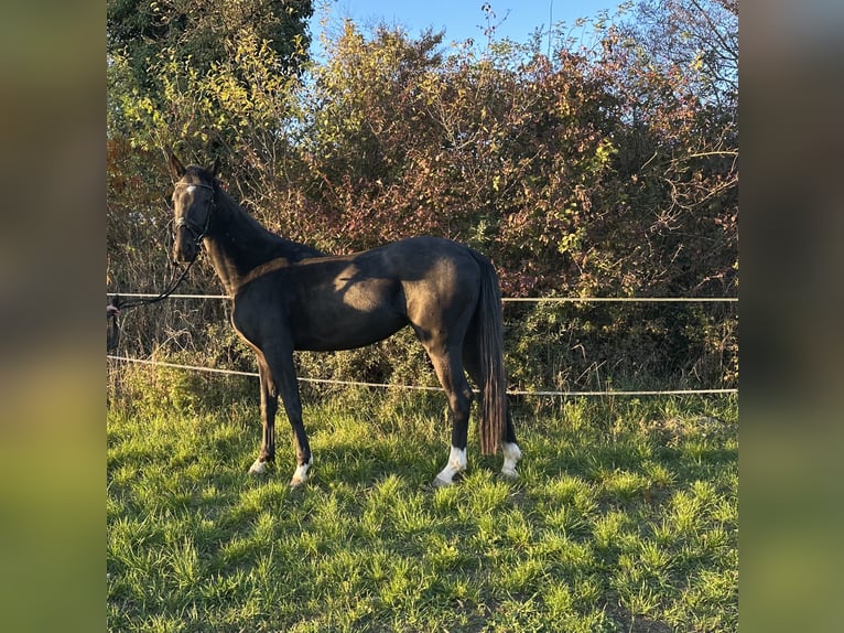 German Sport Horse Mare 3 years 16 hh Black in Heinersreuth