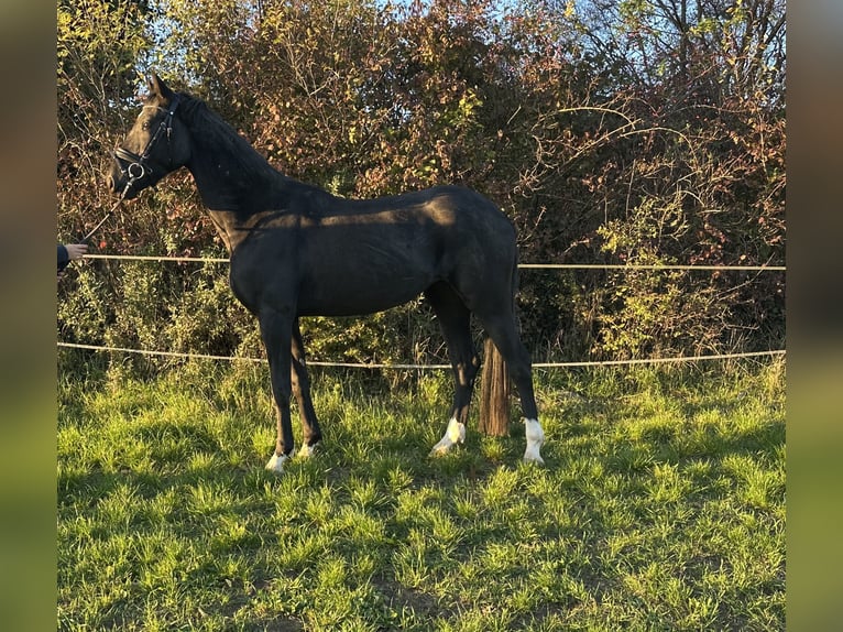German Sport Horse Mare 3 years 16 hh Black in Heinersreuth