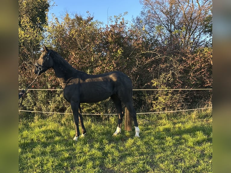 German Sport Horse Mare 3 years 16 hh Black in Heinersreuth