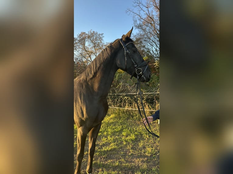 German Sport Horse Mare 3 years 16 hh Black in Heinersreuth