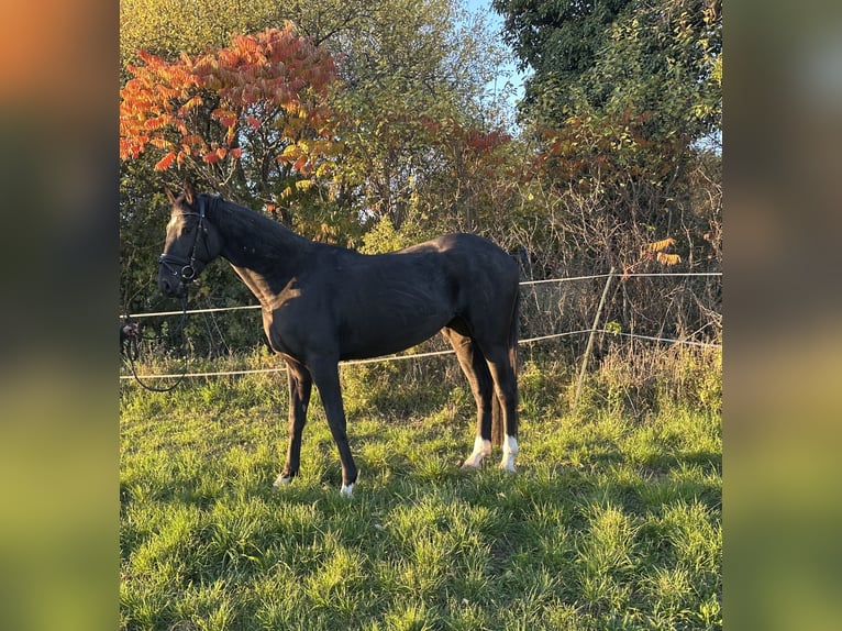 German Sport Horse Mare 3 years 16 hh Black in Heinersreuth