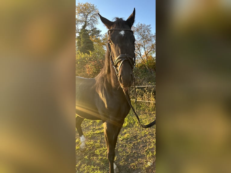 German Sport Horse Mare 3 years 16 hh Black in Heinersreuth