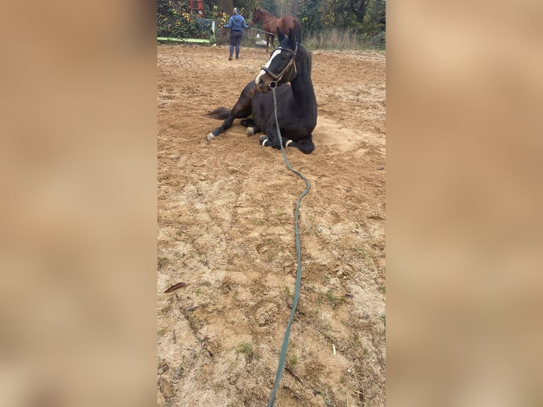 German Sport Horse Mare 3 years 16 hh Black in Zwickau