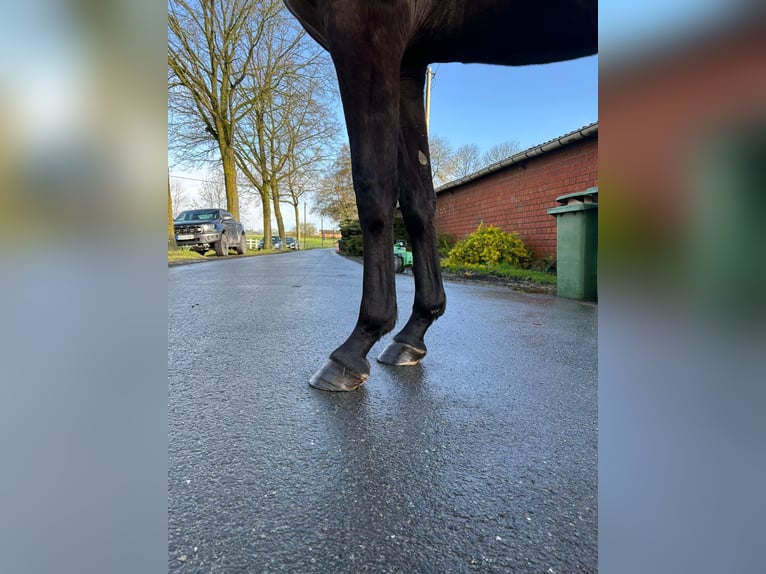 German Sport Horse Mare 3 years 16 hh Brown in Coesfeld