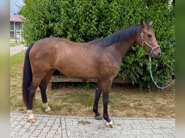 German Sport Horse Mare 3 years 16 hh Brown in Immenreuth
