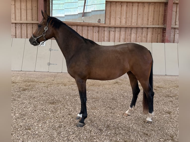German Sport Horse Mare 3 years 16 hh Brown in Immenreuth