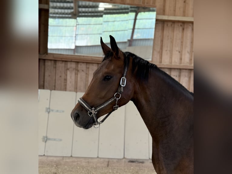 German Sport Horse Mare 3 years 16 hh Brown in Immenreuth