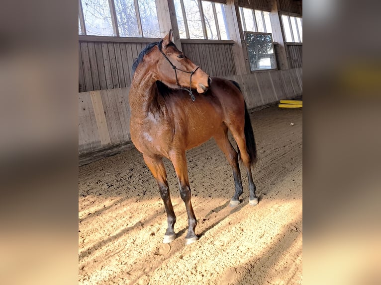 German Sport Horse Mare 3 years 16 hh Brown in Thyrnau