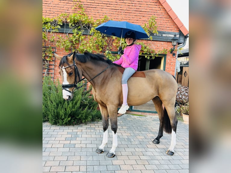 German Sport Horse Mare 3 years 16 hh Brown in Martfeld