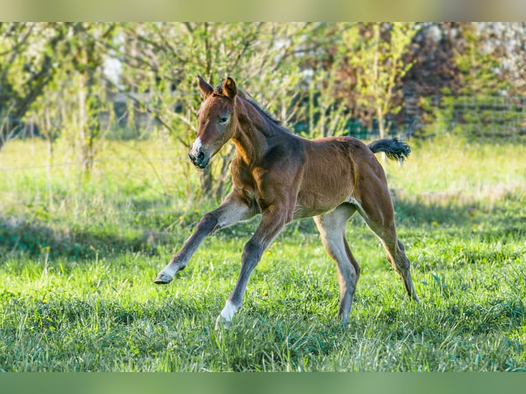 German Sport Horse Mare 3 years 16 hh Brown in Laufen