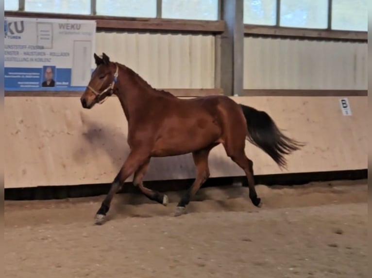 German Sport Horse Mare 3 years 16 hh Brown in HUNGENROTH