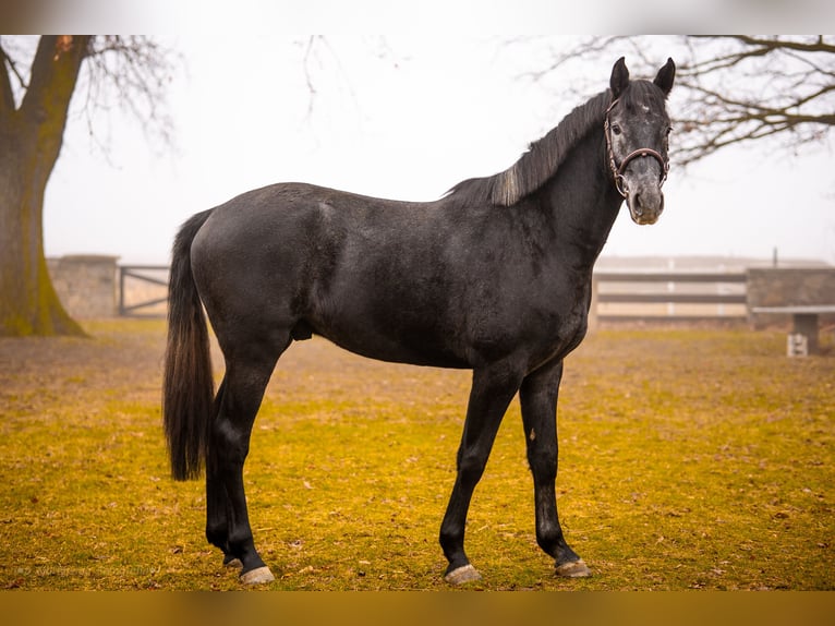 German Sport Horse Mare 3 years 16 hh Can be white in strzegom