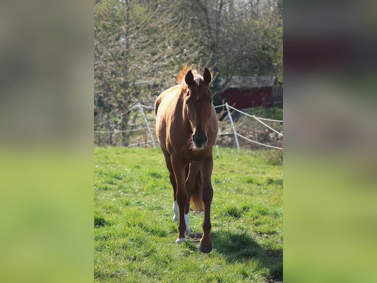 German Sport Horse Mare 3 years 16 hh Chestnut in Loxstedt