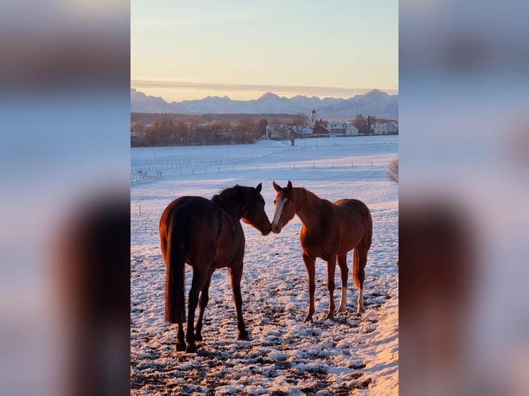 German Sport Horse Mare 3 years 16 hh Chestnut-Red in Kaufbeuren