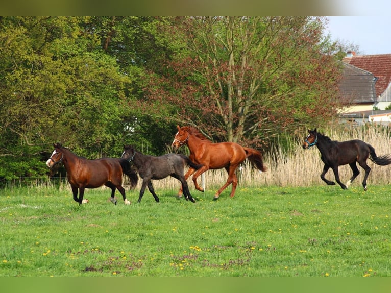 German Sport Horse Mare 3 years 16 hh Chestnut-Red in Schlagenthin