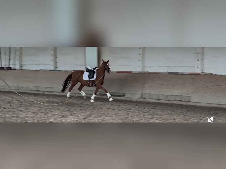 German Sport Horse Mare 3 years 16 hh Chestnut-Red in Sch&#xF6;nwalde-Glien