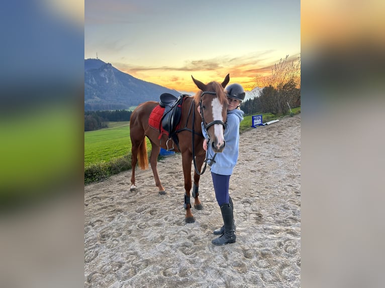 German Sport Horse Mare 3 years 16 hh Chestnut-Red in Salzburg