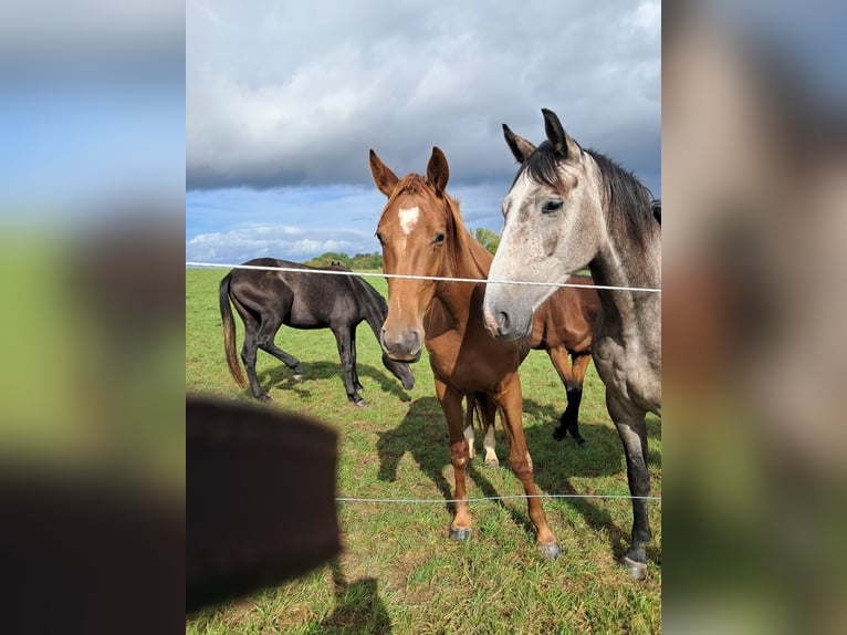 German Sport Horse Mare 3 years 16 hh Chestnut-Red in Herchenrode