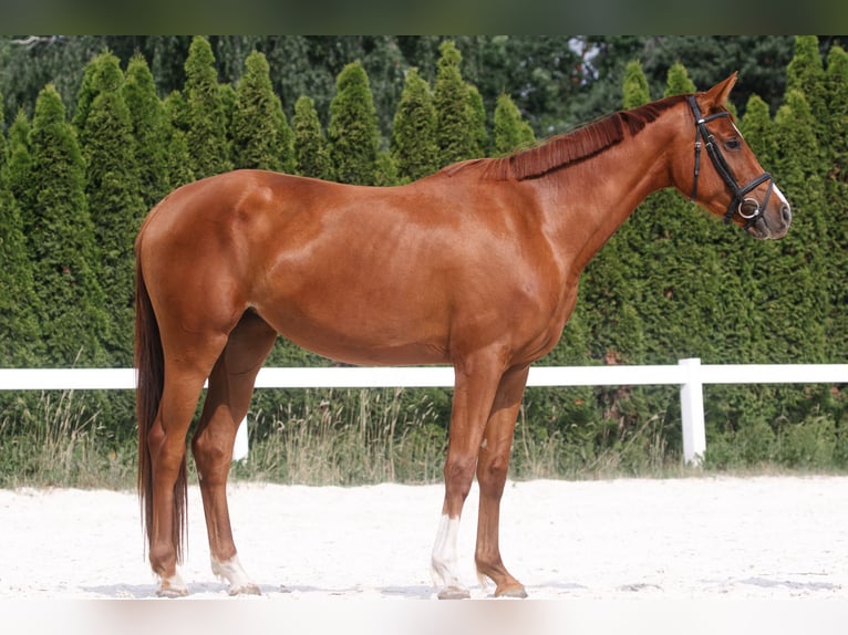 German Sport Horse Mare 3 years 16 hh Chestnut-Red in Kolkwitz