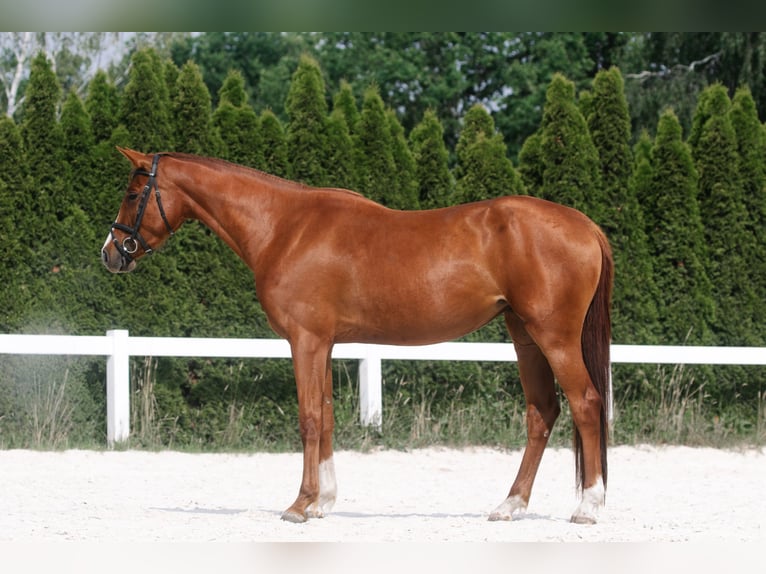 German Sport Horse Mare 3 years 16 hh Chestnut-Red in Kolkwitz