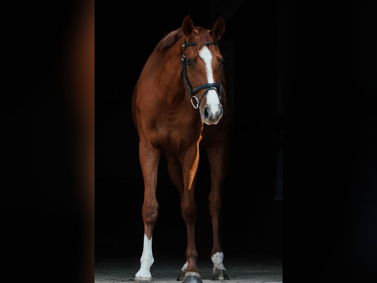 German Sport Horse Mare 3 years 16 hh Chestnut-Red in Kolkwitz
