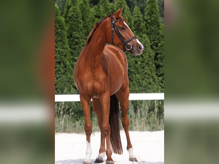 German Sport Horse Mare 3 years 16 hh Chestnut-Red in Kolkwitz